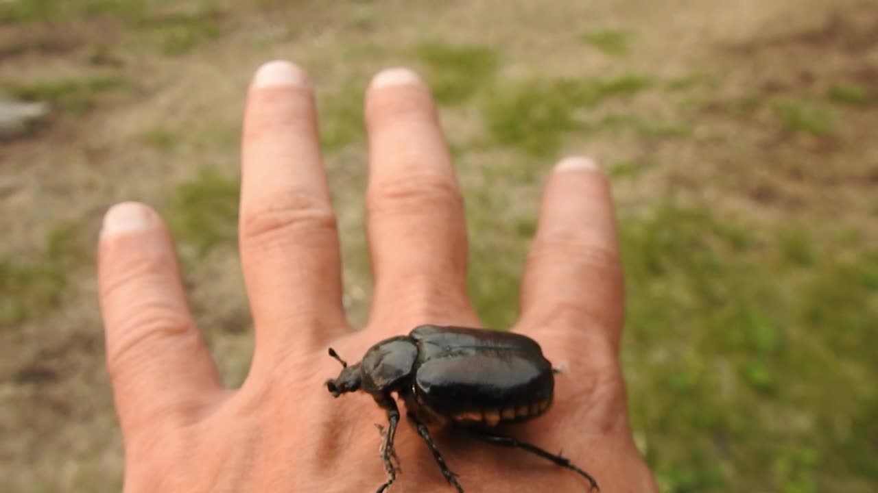 Huge BUG crawled on my hand!