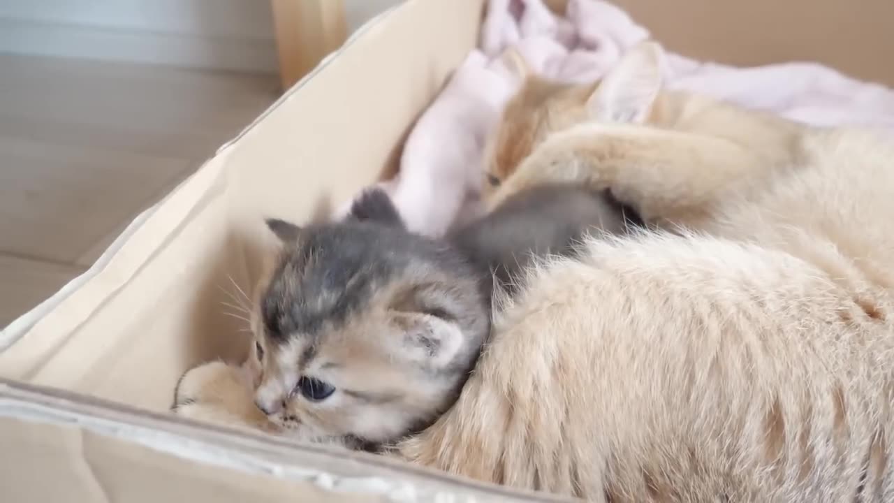 Mother cat's hug is so intense... SUBSCRIBE Friends please my channel