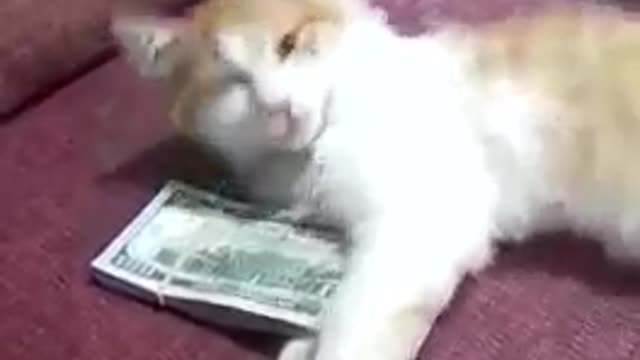 Mine Money, Only Mine - Funny Cat Videos 2021 #shorts