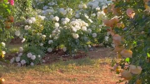 The world rushes on over the strings of the lingering heart making the music of sadness。