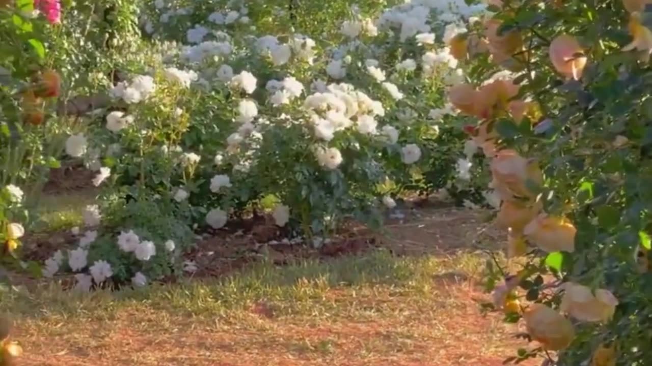 The world rushes on over the strings of the lingering heart making the music of sadness。