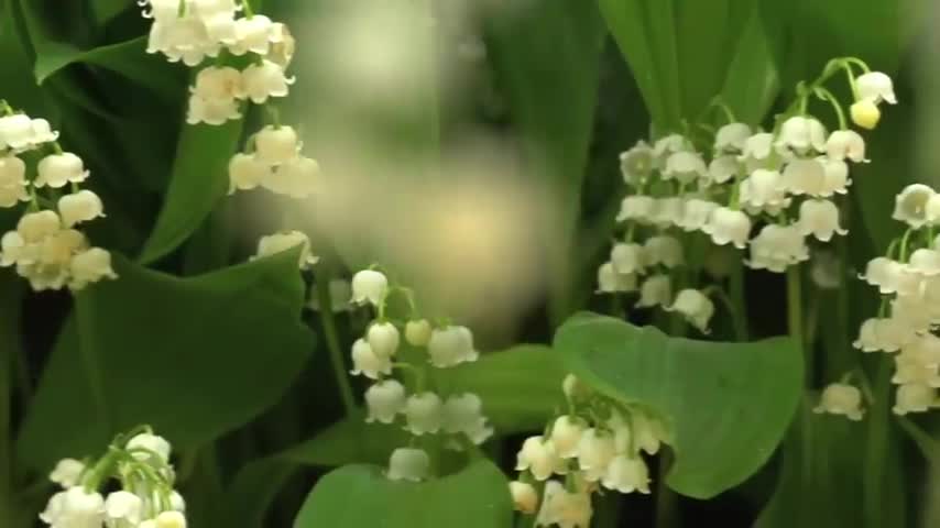 This will change the way you think about dancing flowers forever