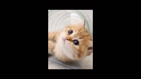 A kitten playing in a bottle