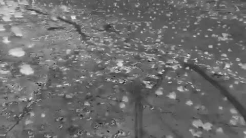 57,000 dead cows in Rajasthan India
