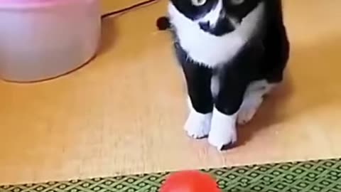 Silly moments of cats look so funny