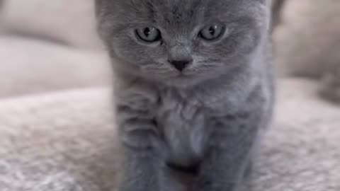 Baby cat😍😍😍
