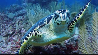 Critically endangered sea turtle swims with divers