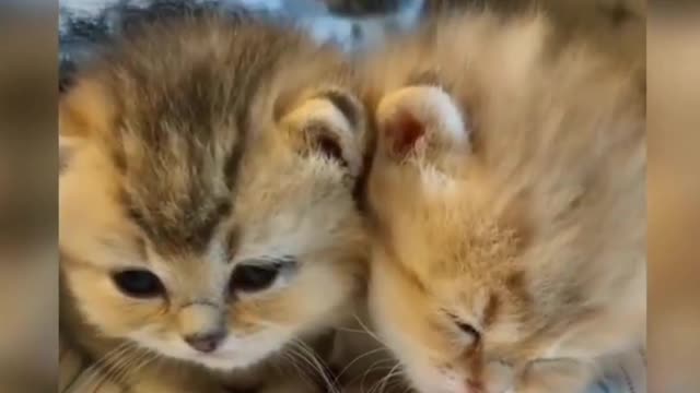 Baby Cats cuteness overload 🥰 | See how much cute they are awww😍