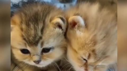 Baby Cats cuteness overload 🥰 | See how much cute they are awww😍