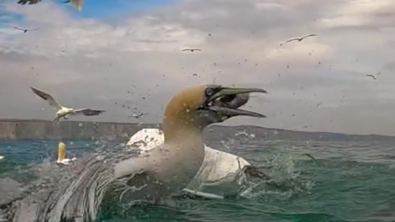 #Gannets#seabird