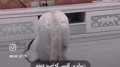 Animal#Fun
