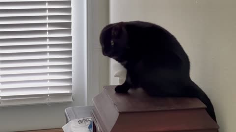 Adopting a Cat from a Shelter Vlog - Cute Precious Piper Appraises Antiques as a Sideline