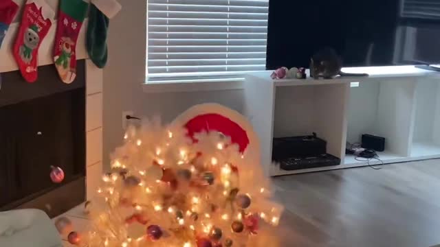 Cats love Christmas.