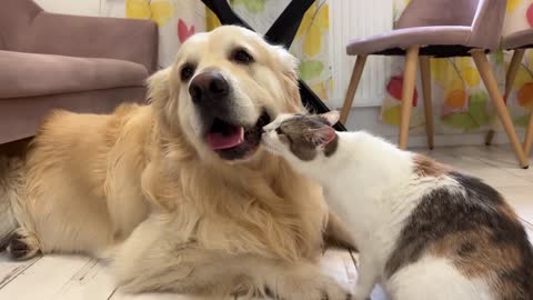 A Pregnant Cat Shows Her Love for the Golden Retriever