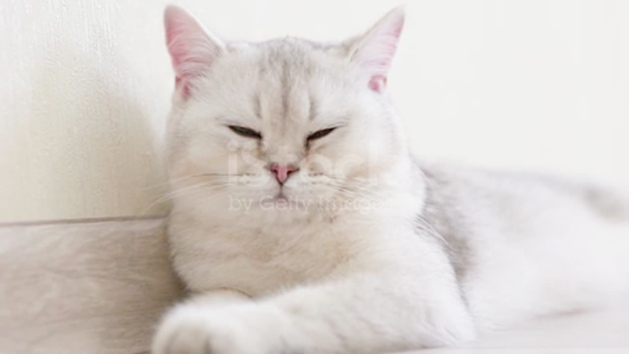 A Cute Whitegray British Cat Play With Ball In The Light Interior Of The Room Stock