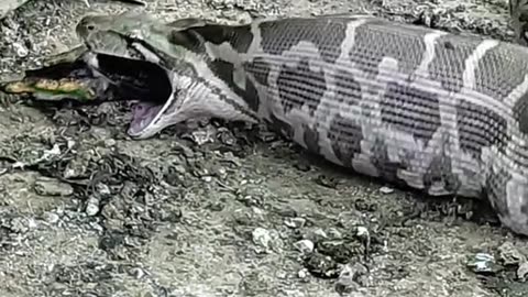 A Giant Snake Eating a Duck