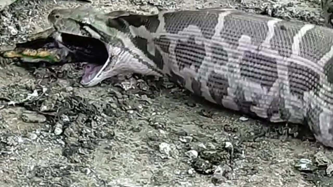 A Giant Snake Eating a Duck