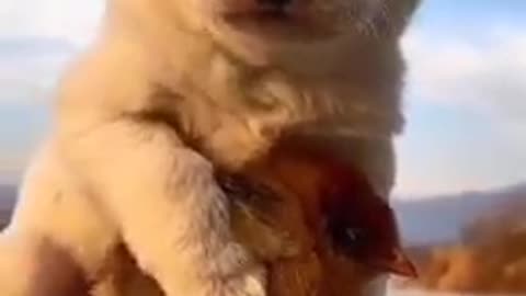 Beautiful Dog Video