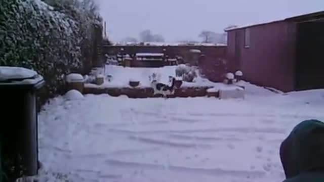 😂😂 Fat Ninja Cat Flips and catches snowballs 😂😂 Try not to laugh