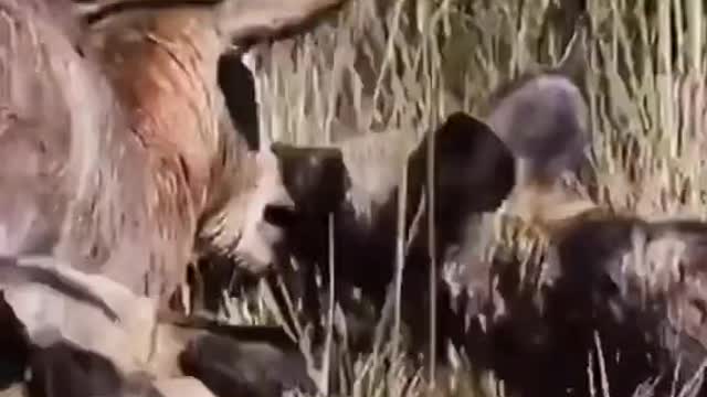 African impression hyena antelope