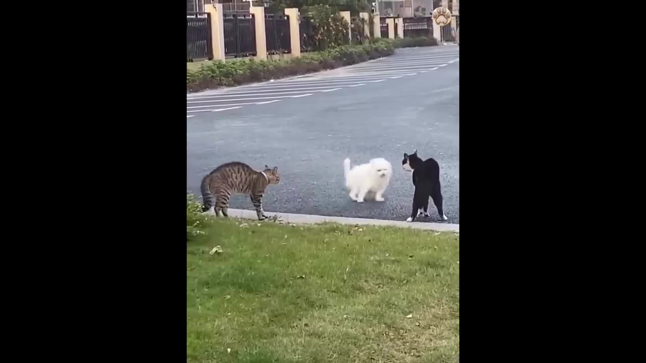 New Funny Animals 😂 Funniest Cats and Dogs Videos 😺🐶