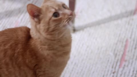 FUNNY CATS and DOGS 🐱🐶 & other ANIMALS 🐾 New Funniest Animals Videos 2023 😂