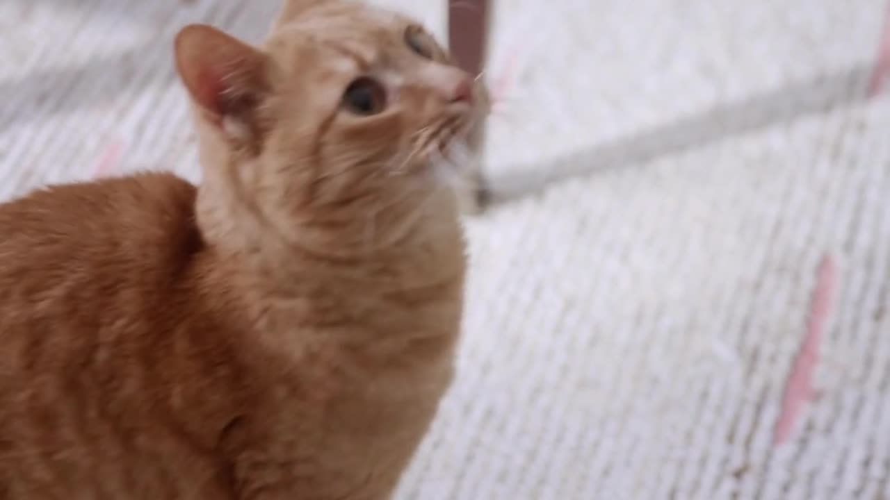 FUNNY CATS and DOGS 🐱🐶 & other ANIMALS 🐾 New Funniest Animals Videos 2023 😂
