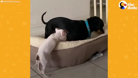 Brave Puppy Won't Let Anything Stop Her | The Dodo