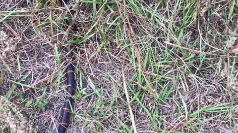 Coral Snake
