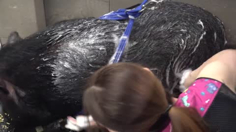 Dramatic Pot Belly Pig at the dog groomers?-6