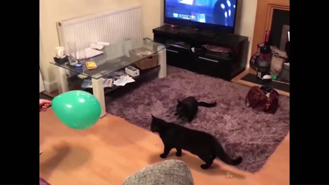 Cat Reaction to Playing Balloon - Funny Cat Balloon Reaction Compilation