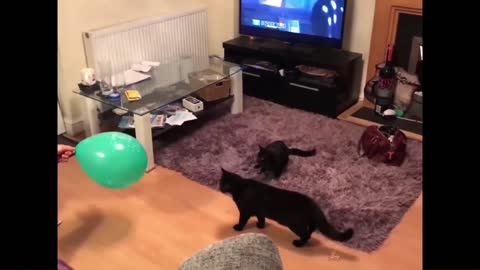 Cat Reaction to Playing Balloon - Funny Cat Balloon Reaction Compilation