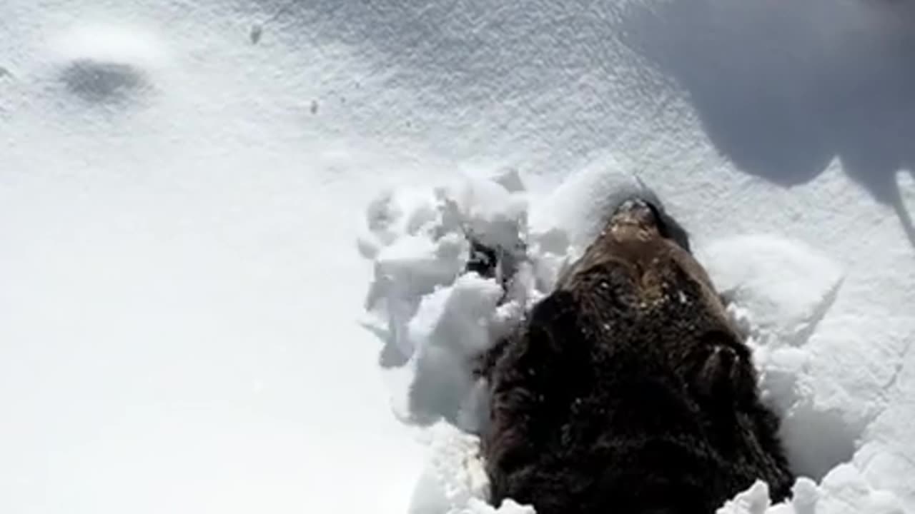 Massive Grizzly