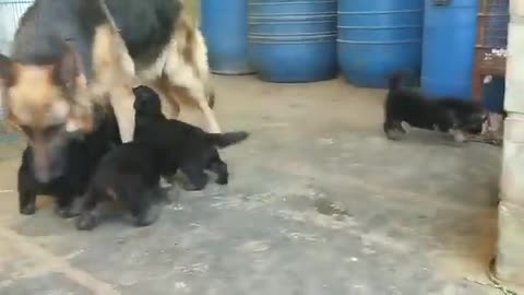 baby animals fun time, cute baby animals play time