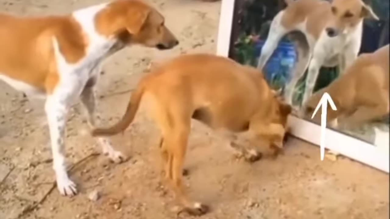 Mirror prank for dog hilarious reaction