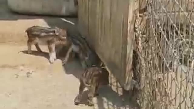Cute new born Baby bush pigs exploring their new home...