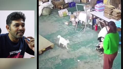 விலங்குகள் செய்த தரமான 100 காமெடி சம்பவங்கள் ｜ FUNNY ANIMALS DOG AND CAT 2023 My Reaction video