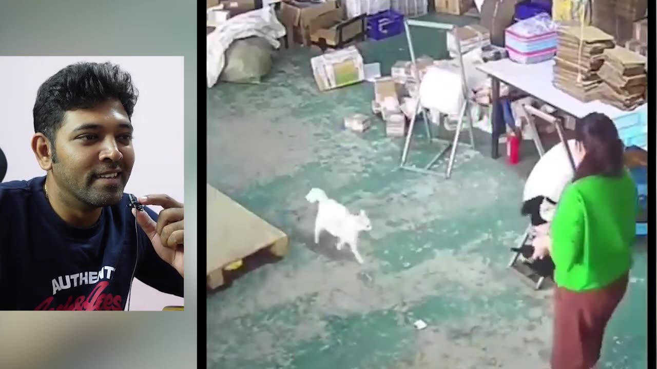 விலங்குகள் செய்த தரமான 100 காமெடி சம்பவங்கள் | FUNNY ANIMALS DOG AND CAT 2023 My Reaction video