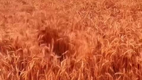 Dog jumping in the wheat field