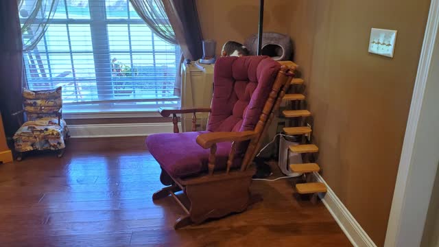 Cat Stairs : Building a Cat Stairs DIY