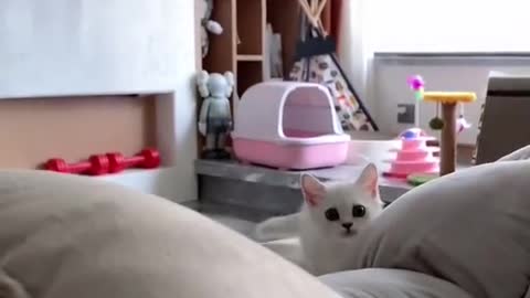 The white cat plays happily