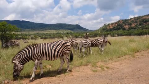 "Experience the Beauty of Wildlife: Zebra in 4K Resolution on Lush Grass Land"