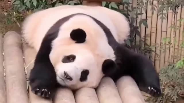Lying Little Panda