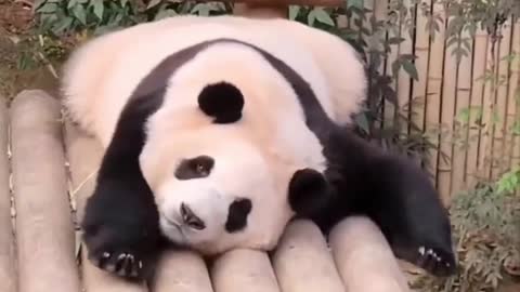 Lying Little Panda