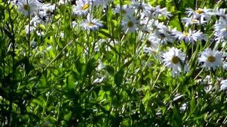 IECV NV #418 - 👀 Hummingbird Checking Out The Neighbor's Daisy's🐥 7-14-2017