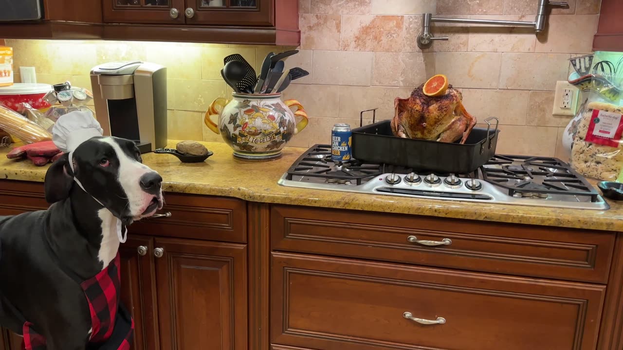 Funny Chef Great Dane Taste Tests Beer Can Turkey Recipe