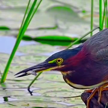 how much skill in fishing