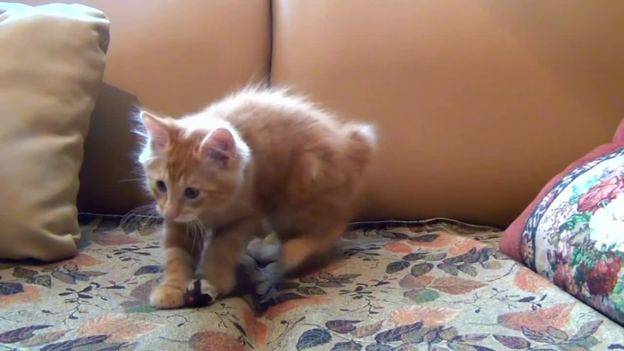 Cat plays with mouse