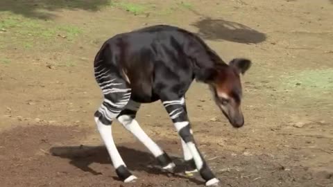 “The Okapi ‘Forest Giraffe”Nature’s Most Elusive Extraordinary Creature