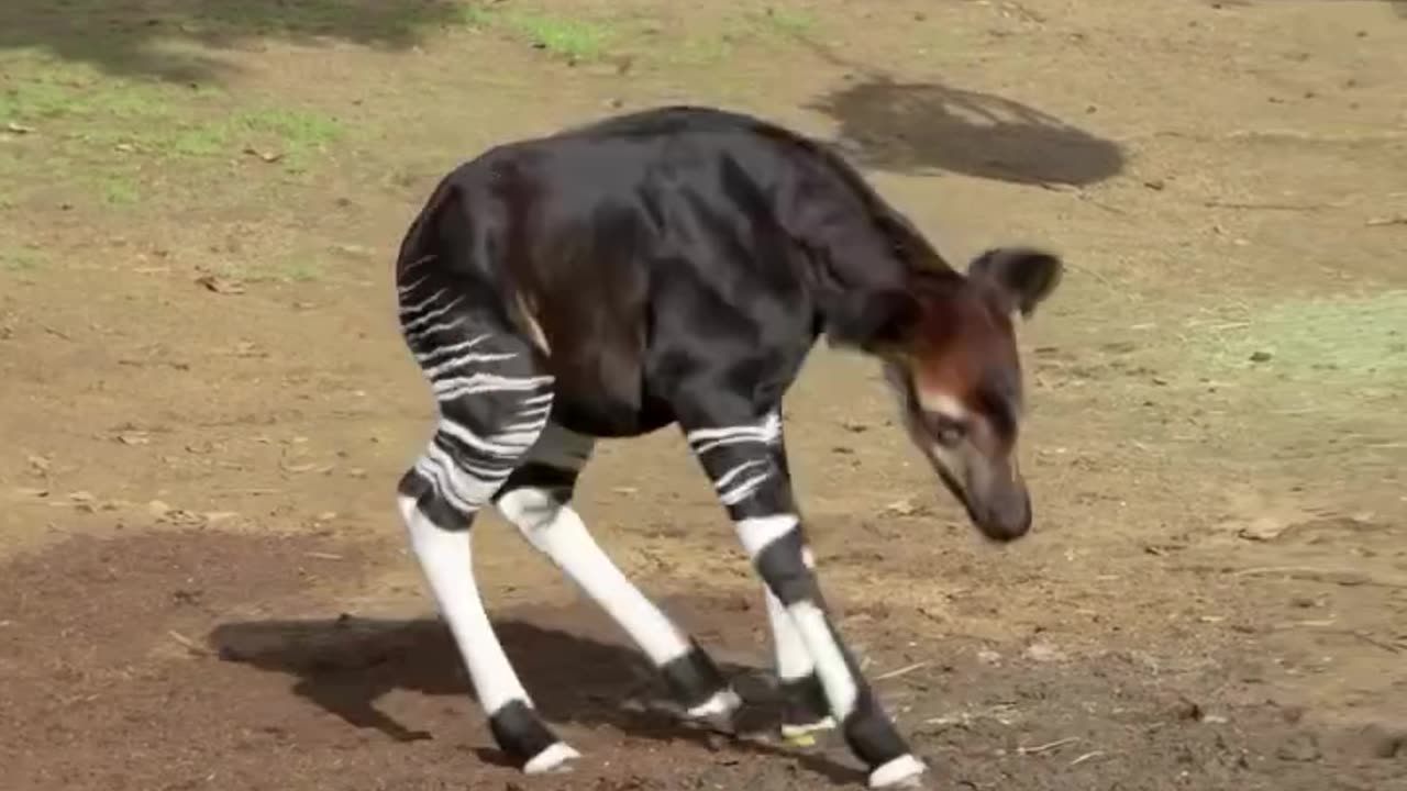 “The Okapi ‘Forest Giraffe”Nature’s Most Elusive Extraordinary Creature